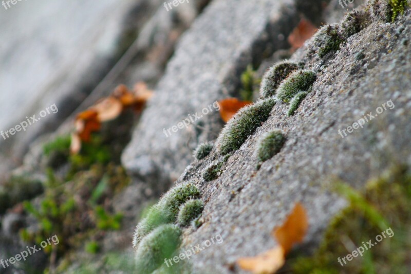 Moss Skalka Green Nature Plant