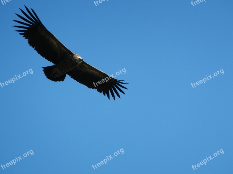 Vulture Soar Majestic Wildlife Nature