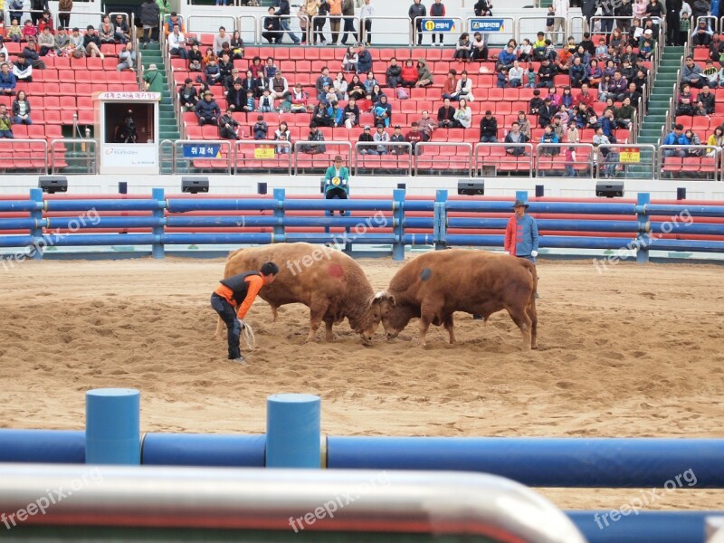 Qingdao Cow Fighting Qingdao Cow Free Photos