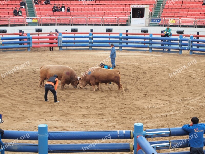 Qingdao Cow Fighting Qingdao Cow Free Photos