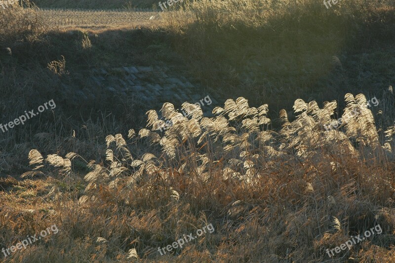 Silver Grass Reed The Korean Countryside Free Photos