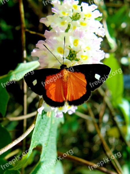 Butterfly Nature Insect Animals Orange