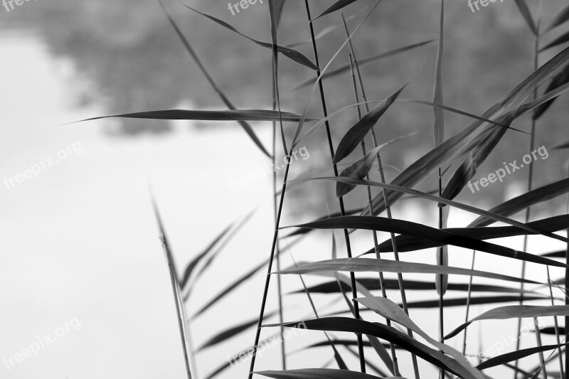 Straws Water Landscape Blade Of Grass Nature