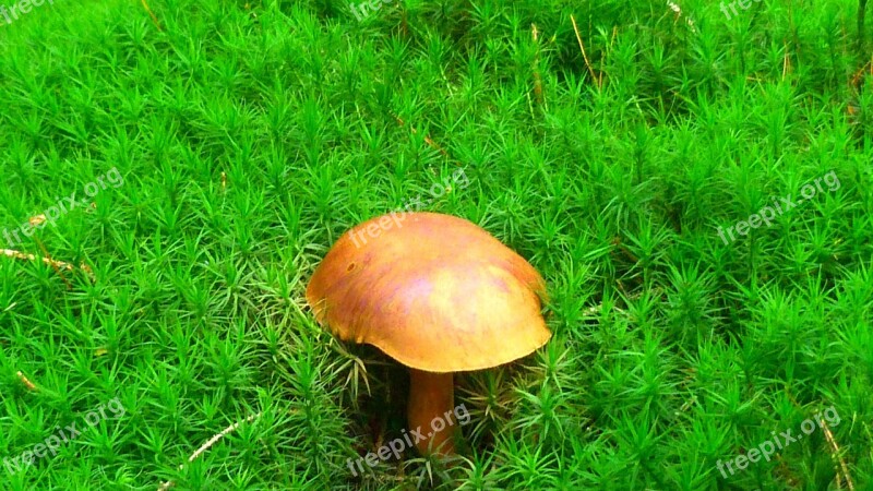 Chestnut Mushroom Forest Autumn Moss