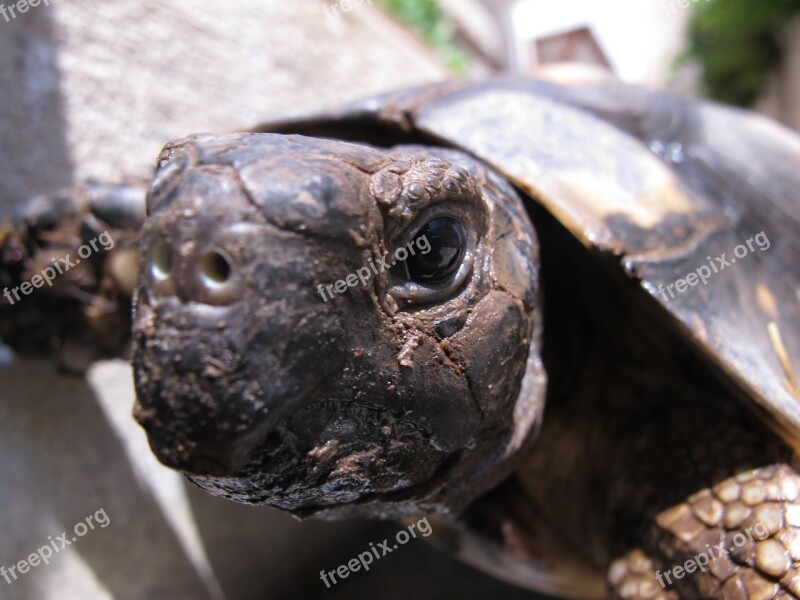 Turtle Animal Tortoise Free Photos