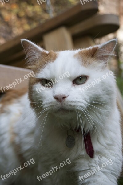 Cat Turkish Van Animal Furry Cute