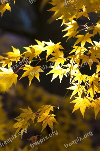 Maple Leaves Autumn Autumnal Foliage