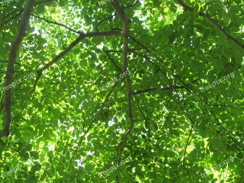 Leaves Arboretum Deciduous Green Foliage