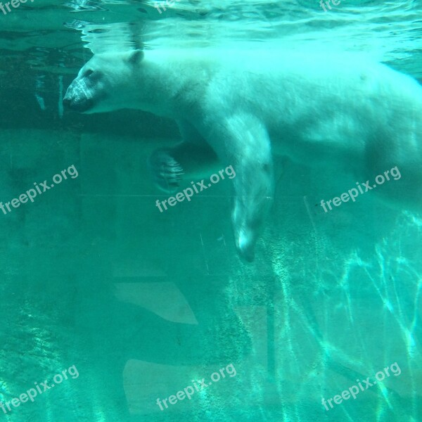 Polar Bear Zoo Tank Polar Bear