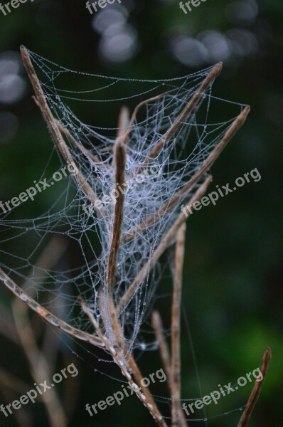 Cobweb Web Case Nature Free Photos