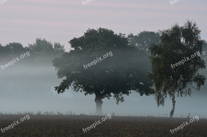 Fog Fog Items Morgenstimmung Veil Morning Dew