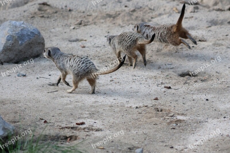 Meerkat Mammal Animal Nature Cute