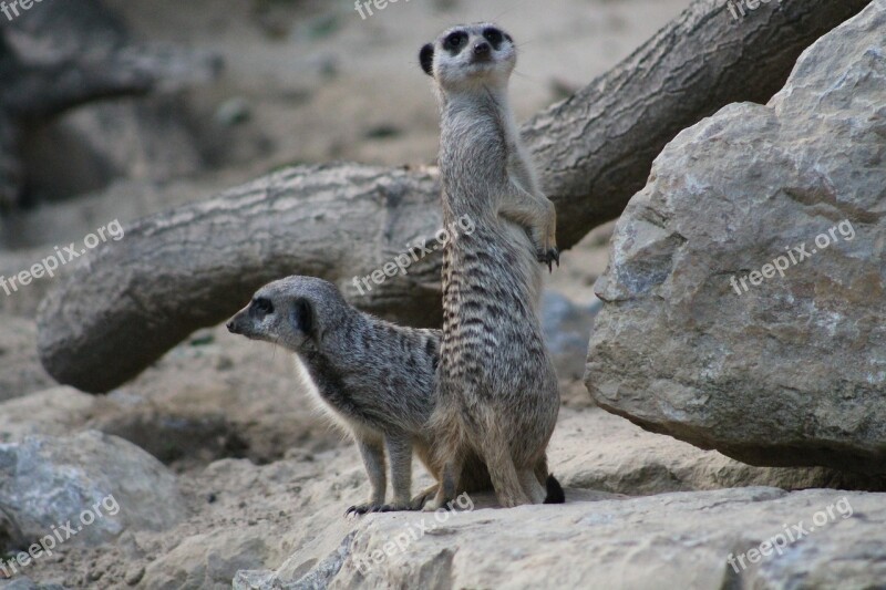 Meerkat Mammal Funny Animal Nature