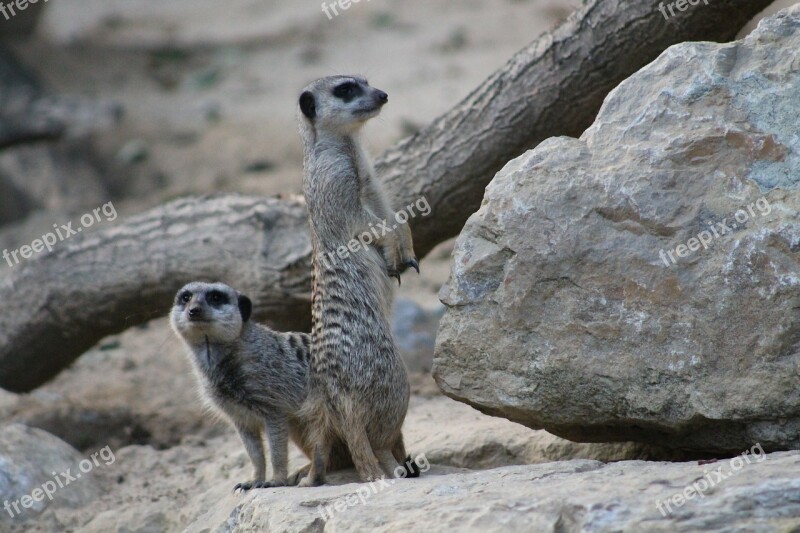 Meerkat Mammal Funny Animal Nature