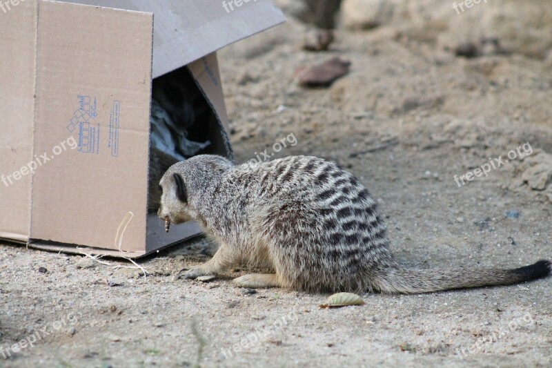 Meerkat Mammal Animal Nature Cute