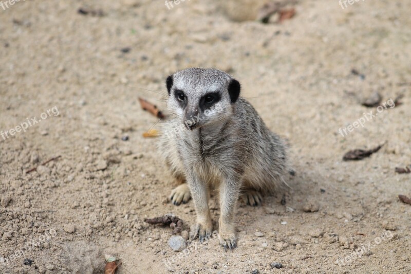 Meerkat Mammal Animal Nature Cute