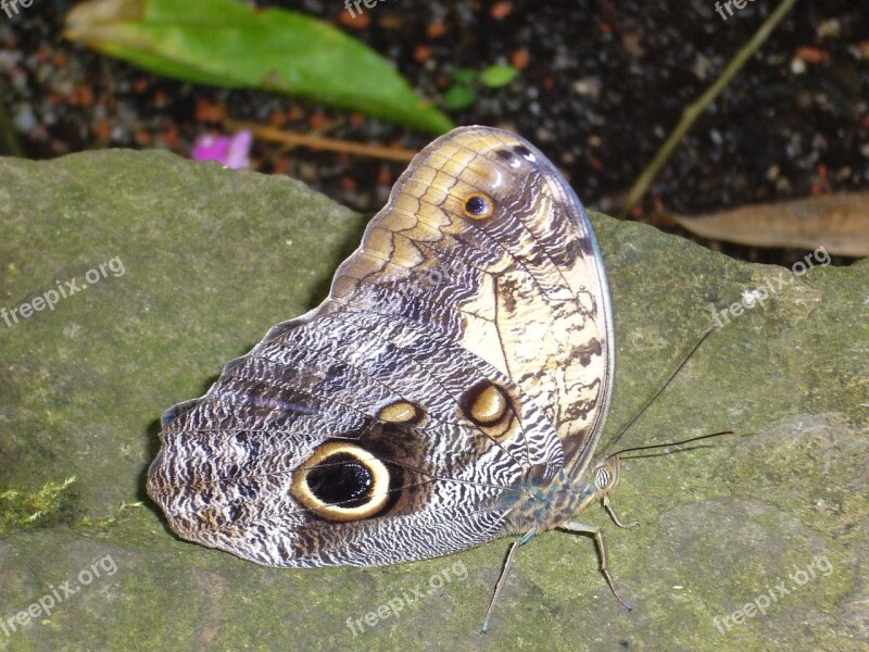 Butterfly Violet Stone Butterflies Nature