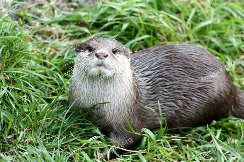 Otter Animal Nature Free Photos