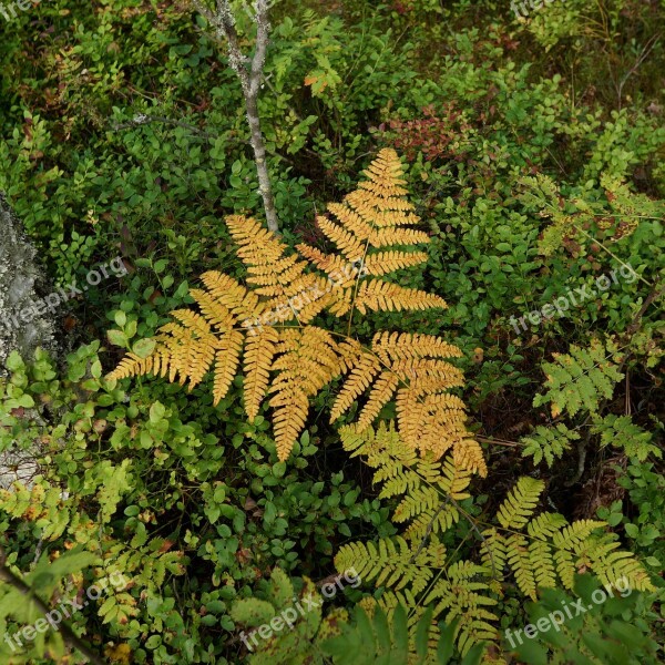 Fern Autumn Fall Colors Free Photos