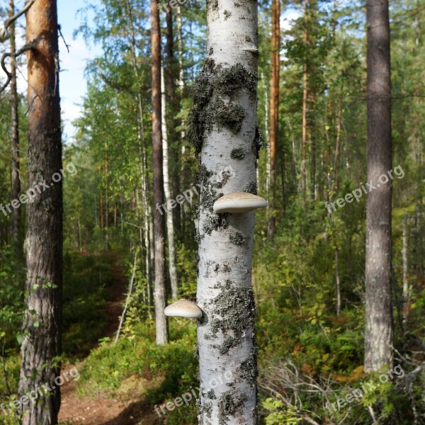 Kääpä Rotting Roots Ditching Areas Birch Free Photos