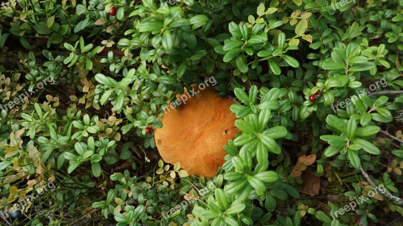 Mushroom Boletus Natural Nourishment Cranberry-dwarf Shrubs Free Photos