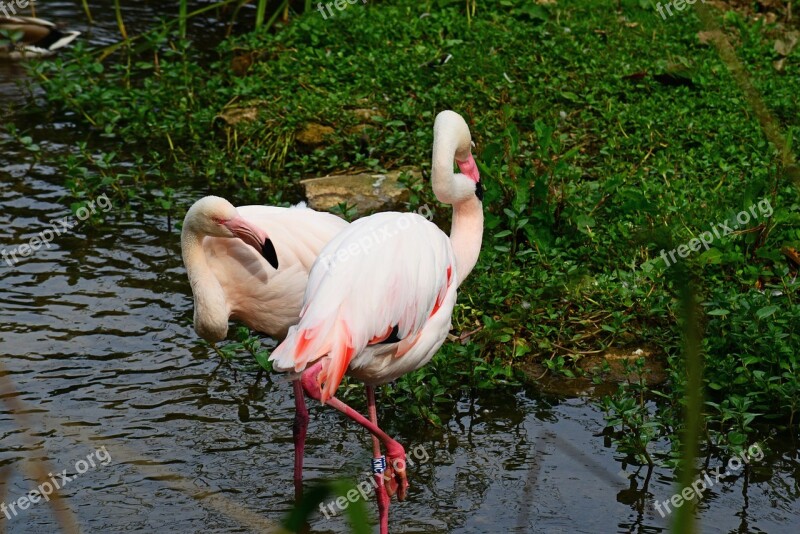 Flamingoes Pink Bird Wader Pair