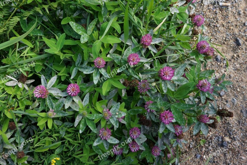 Red Clover Forage Plant Red Flower Free Photos