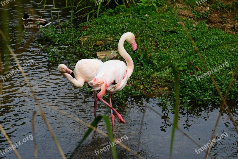 Flamingo Pink Bird Wader Pair