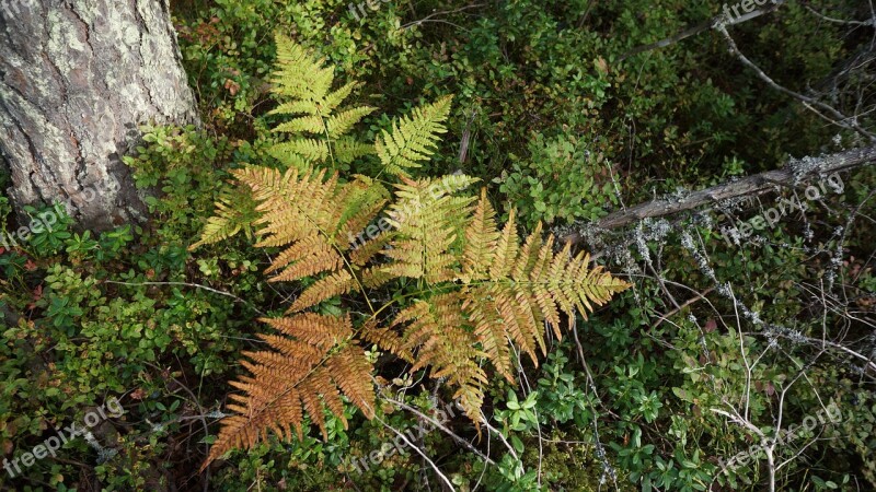 Fern The Underbrush The Autumn Colors In Nature Free Photos