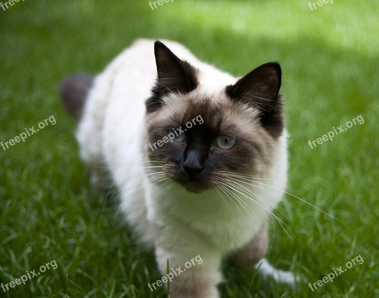 Cat Ragdoll Brown Cream Cute