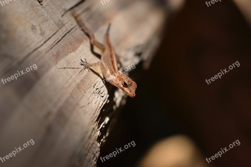 Gecko Lizard Reptile Nature Wildlife