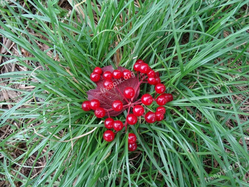 Grass Berries Red Green Nature