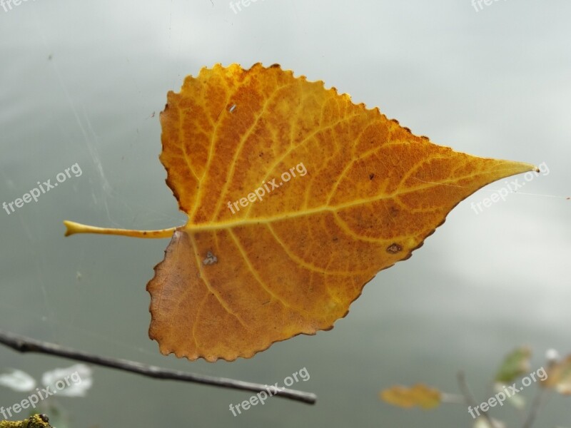 Leaf Yellow Structure Flying Float