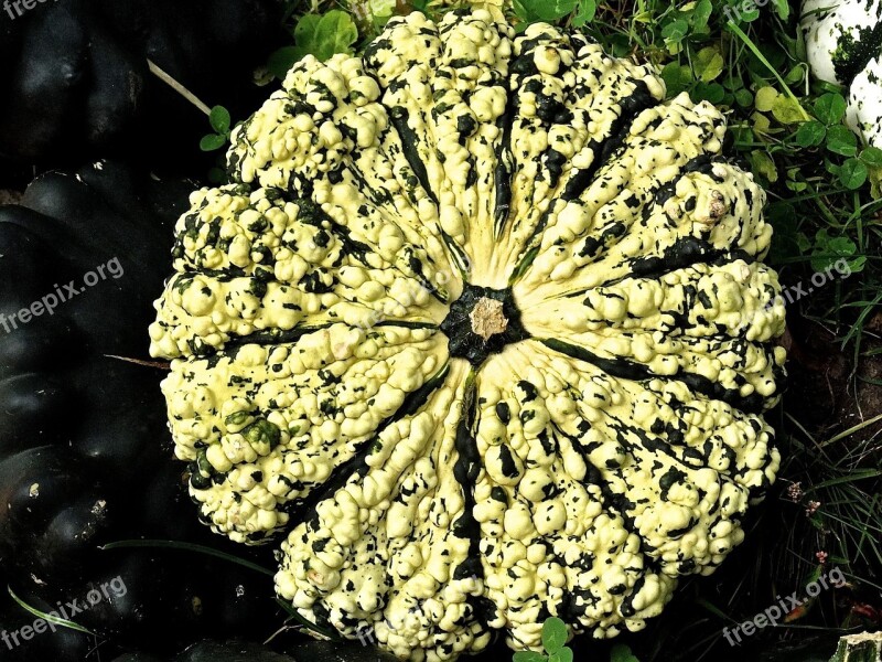 Pumpkin Gourd Decoration Structure Autumn Motives