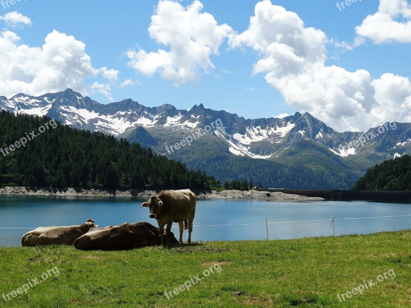 Cows Cattle Alm Bergsee Lake