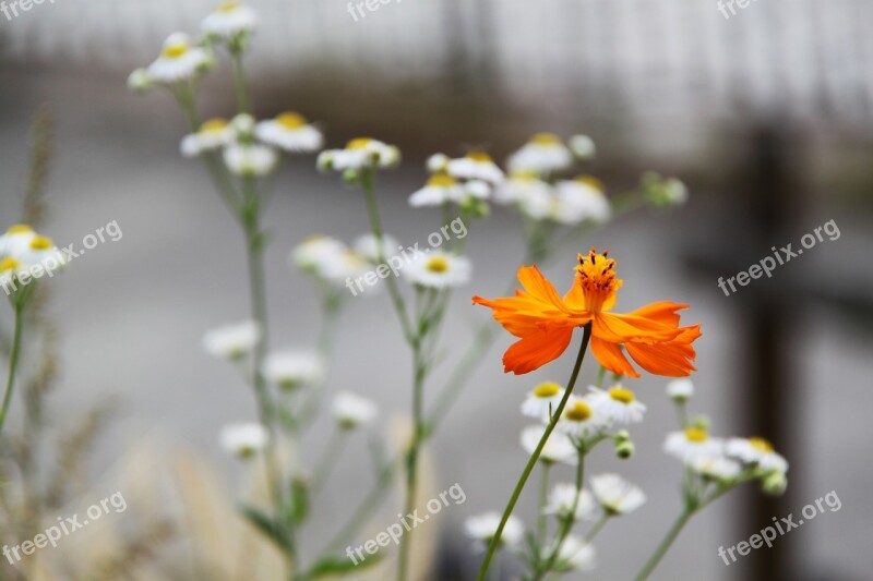 Flower Orange White Beautiful City