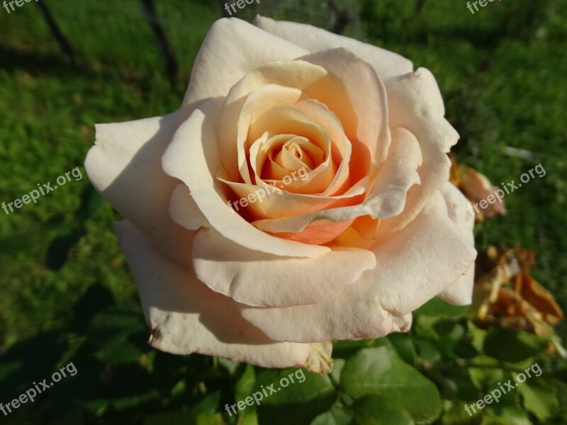 Flower Rose Orange Rose Bloom Nature