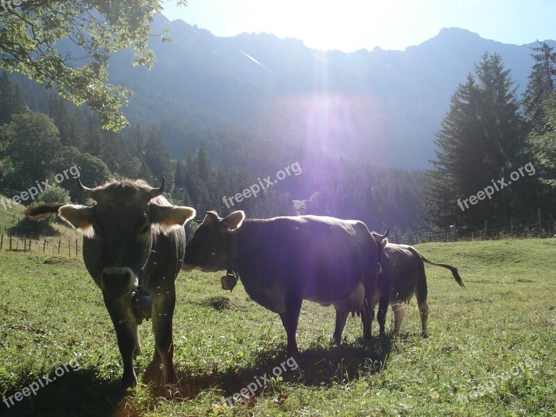 Cow Grey Cattle Pasture Free Photos