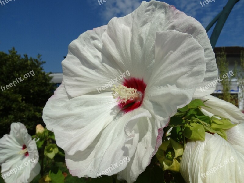 Flowers Blossom Bloom White Nature