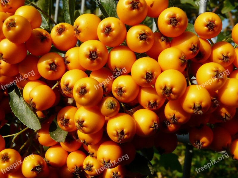 Firethorn Berry Bush Orange Season