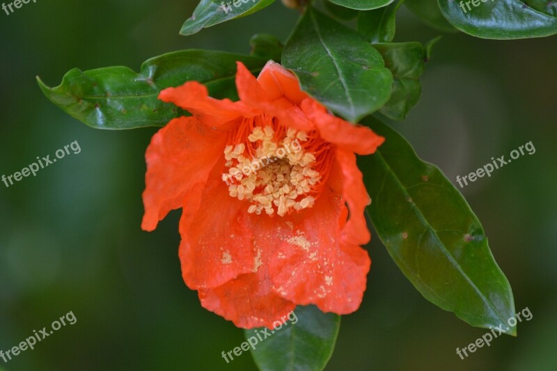 Pomegranate Flower Orange Free Photos