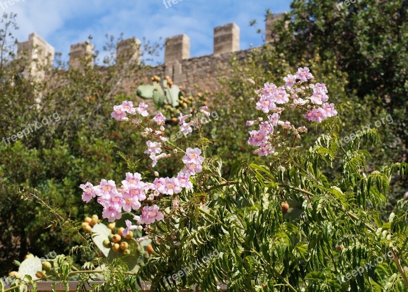 Flowers Wall Castle Blossom Bloom