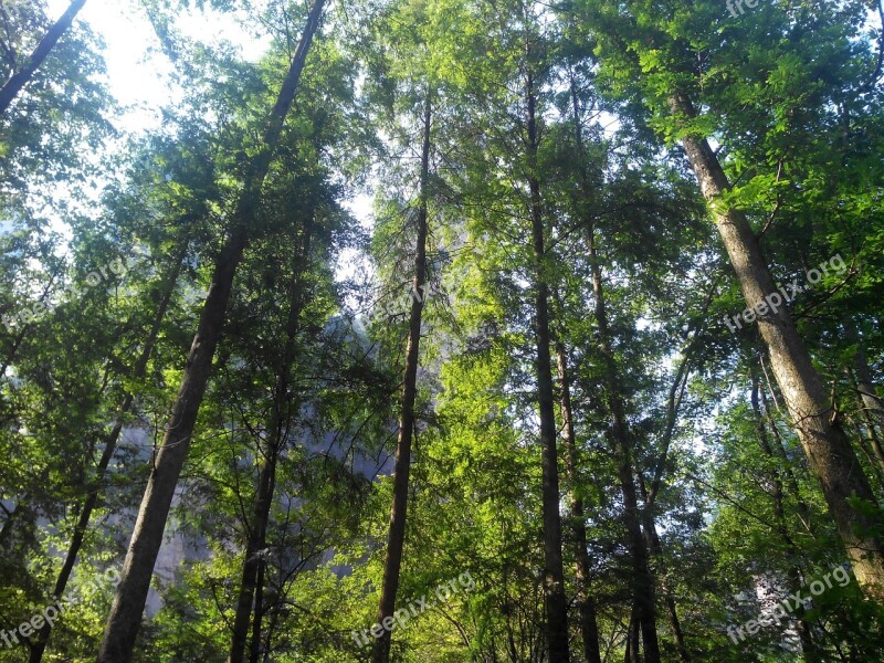 Woods Zhangjiajie The Scenery Free Photos