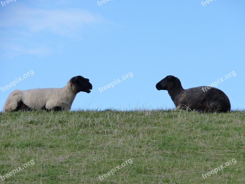 Sheep Wool East Frisia Dike Black