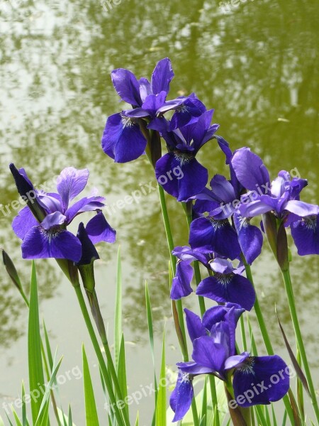 Flowers Pond Nature Blue Silent Waters