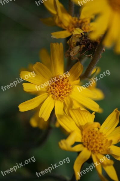 Flower Yellow Nature Plant Summer