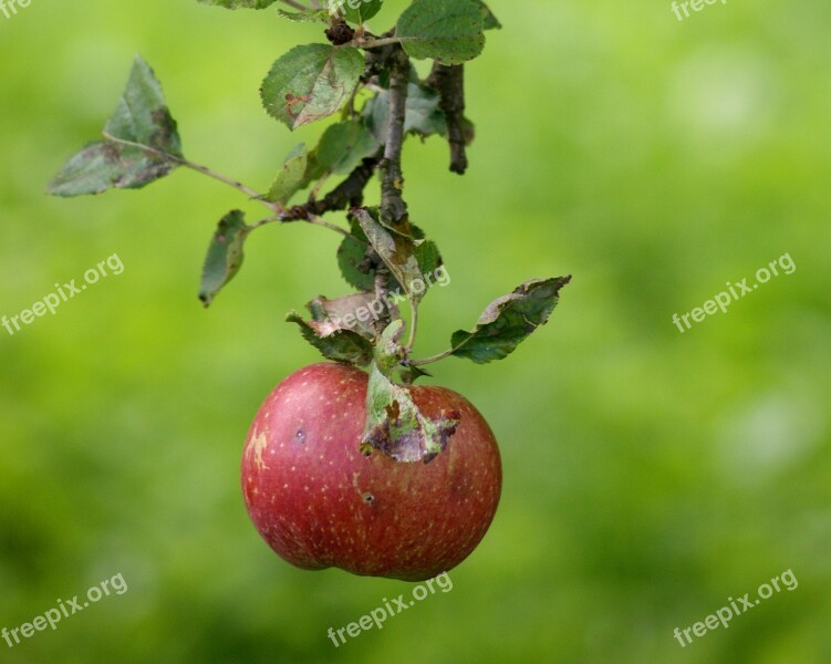 Apple Fruit Green Ripe Food