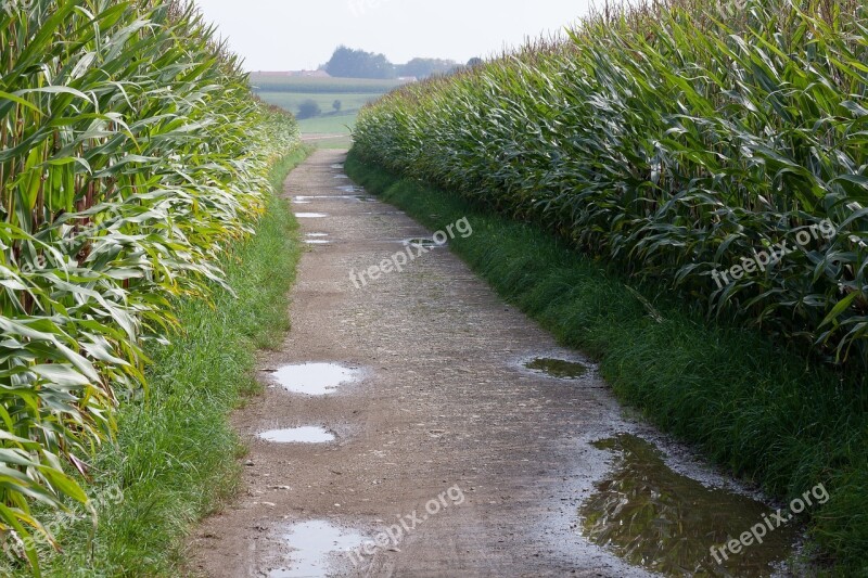 Corn Zea Mays Cereals Food Autumn