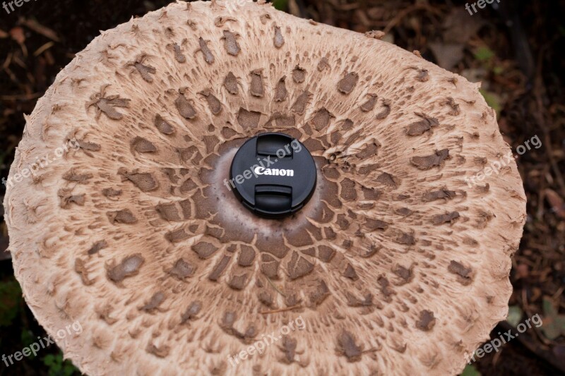 Parasol Mushroom Screen Fungus Great Schirmling Lepiota Procera