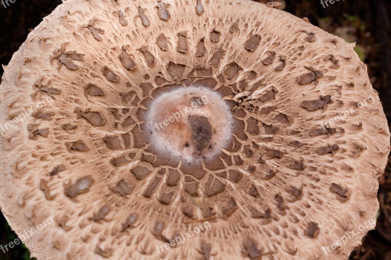 Parasol Mushroom Screen Fungus Great Schirmling Lepiota Procera